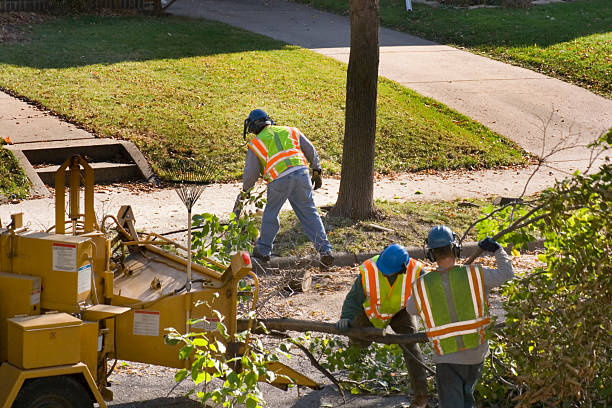 Trusted Boron, CA Tree Removal and Landscaping Services Experts